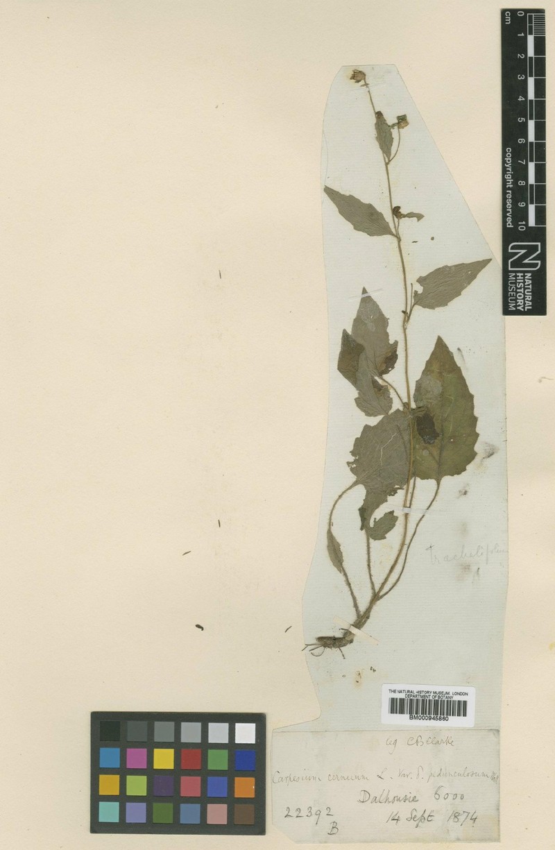 Carpesium nepalense var. pedunculosa