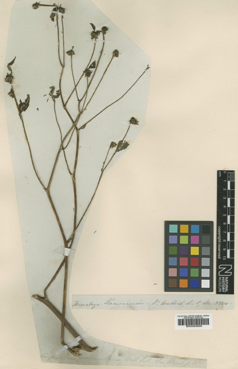 Carpesium nepalense var. pedunculosa photo 2