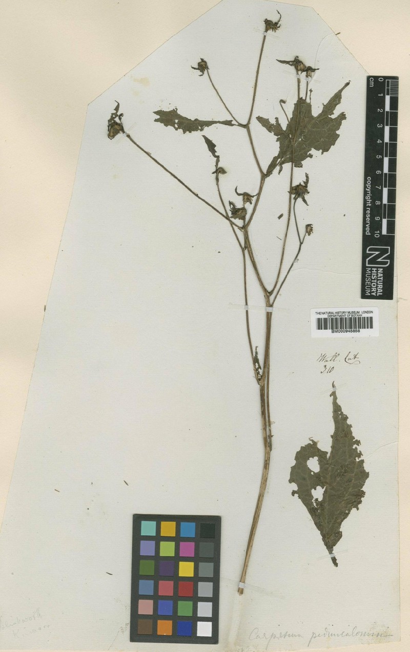 Carpesium nepalense var. pedunculosa photo 3
