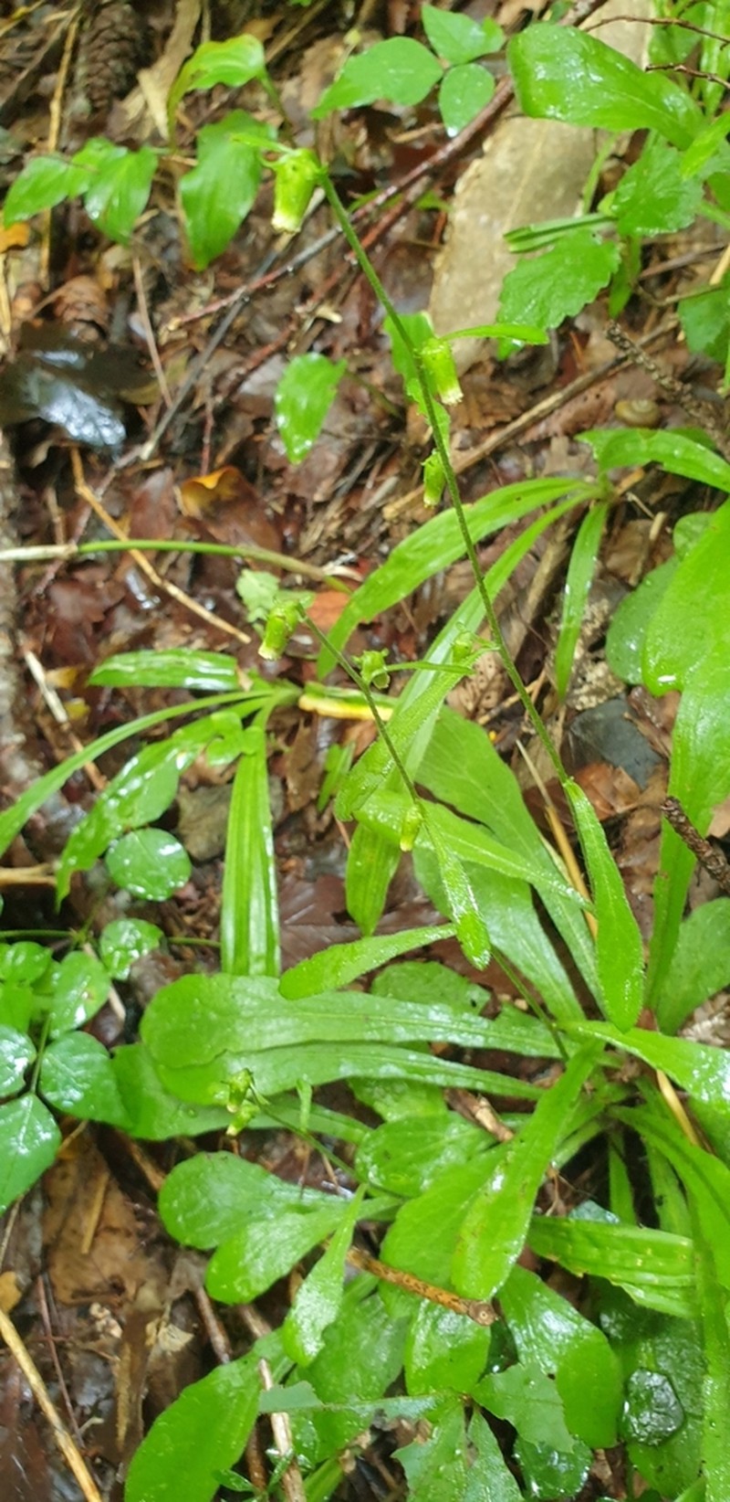 Carpesium rosulatum photo 4