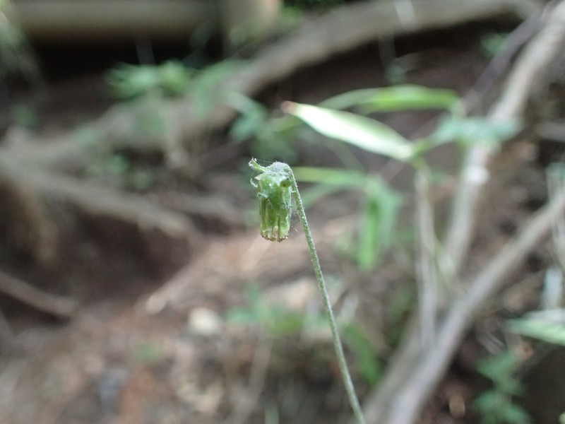 Carpesium rosulatum photo 6