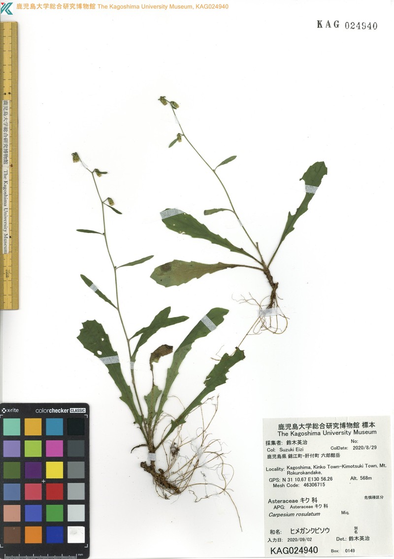 Carpesium rosulatum photo 8
