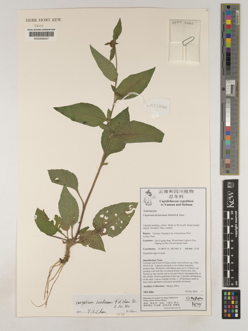 Carpesium trachelifolium