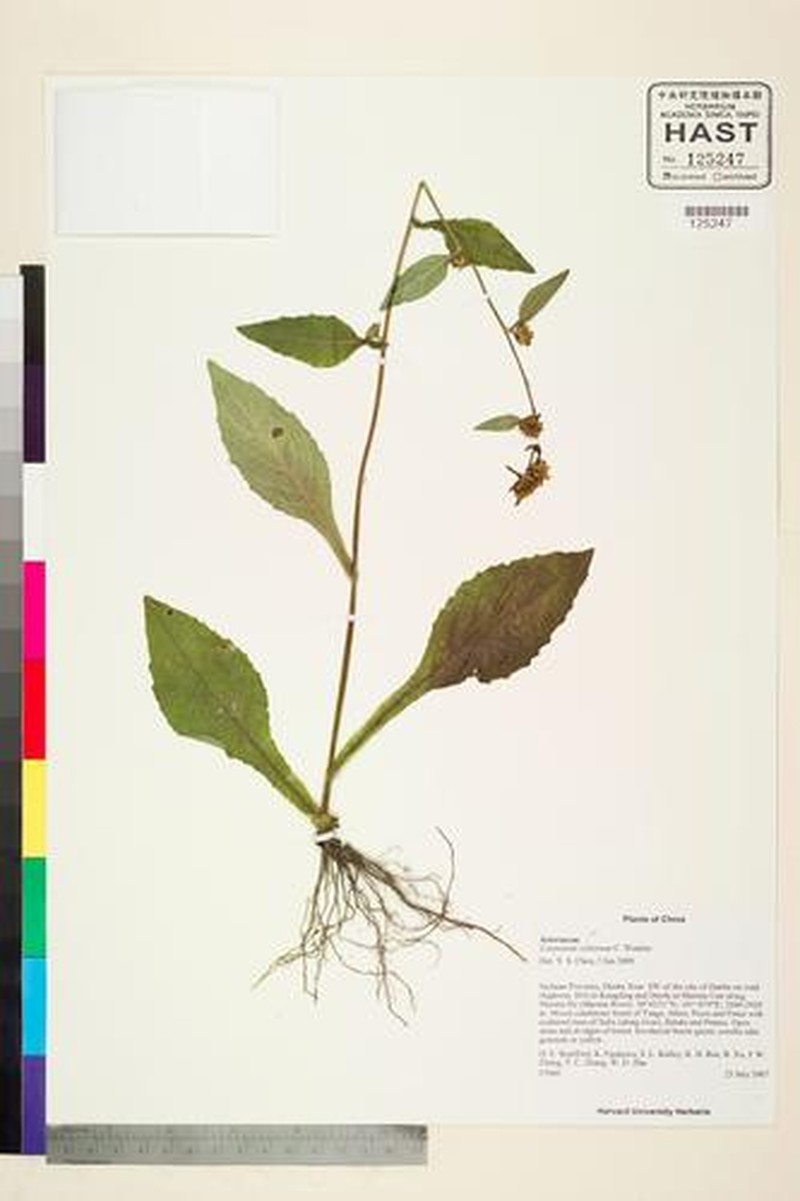 Carpesium velutinum