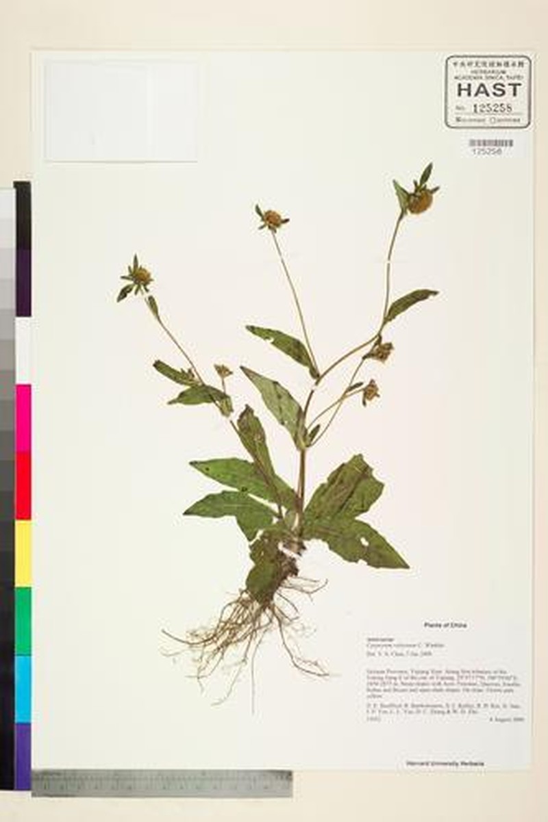 Carpesium velutinum photo 2