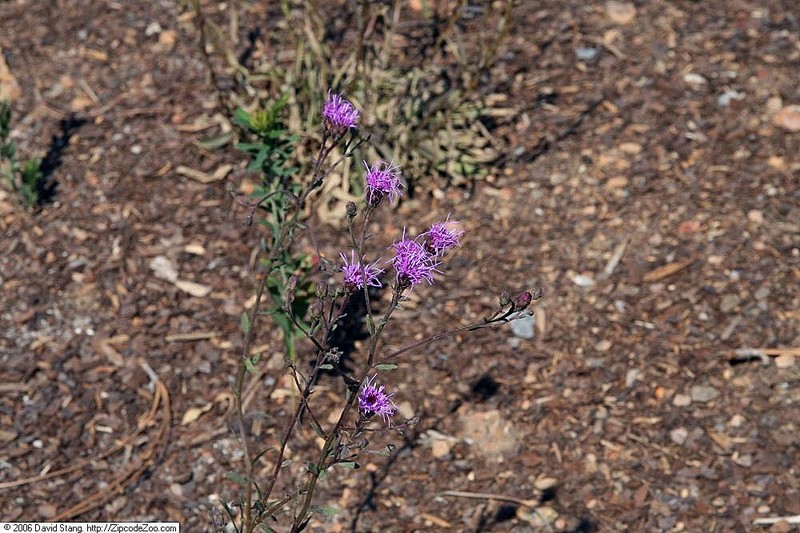 Sandywoods Chaffhead