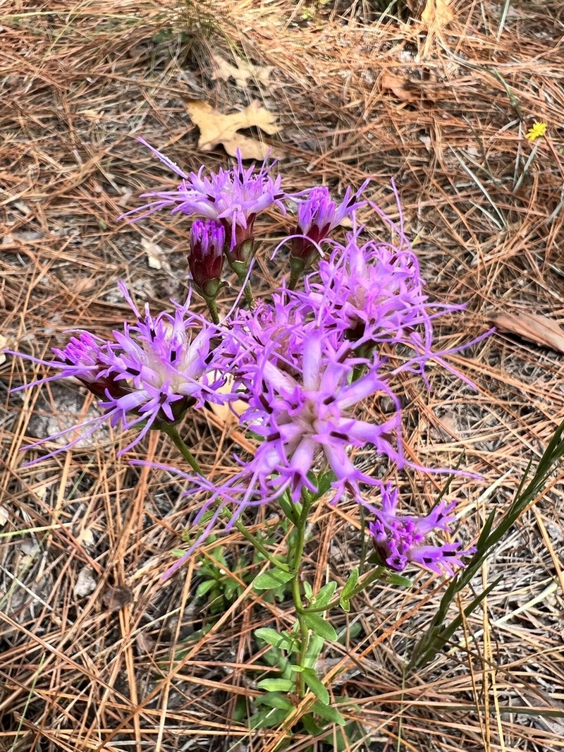 Sandywoods Chaffhead photo 4