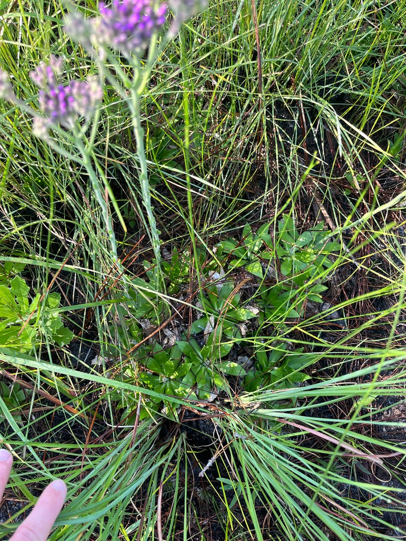 Pineland Chaffhead photo 3