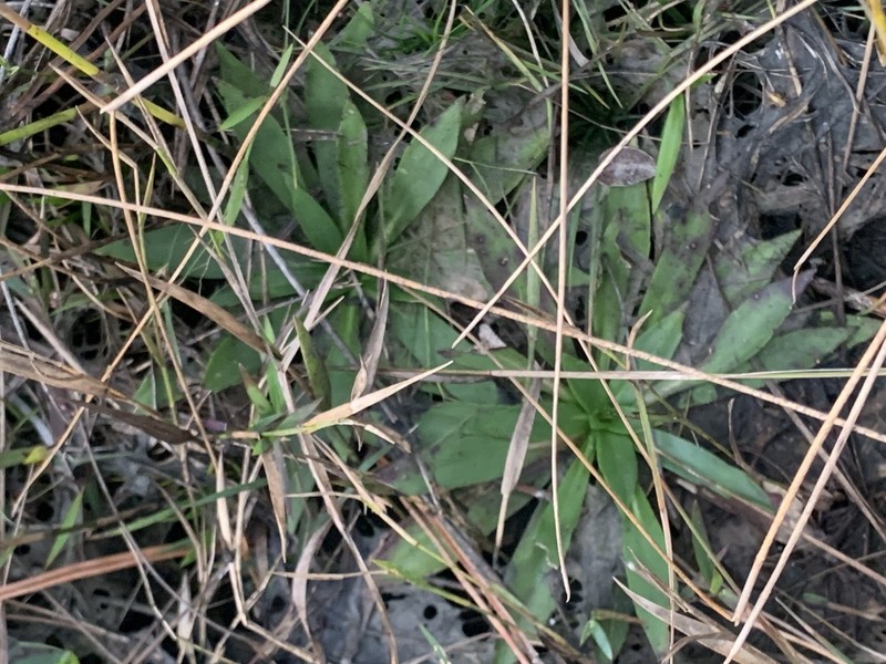 Pineland Chaffhead photo 4