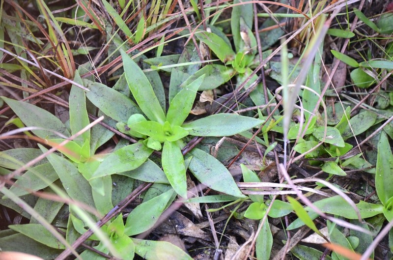Pineland Chaffhead photo 5