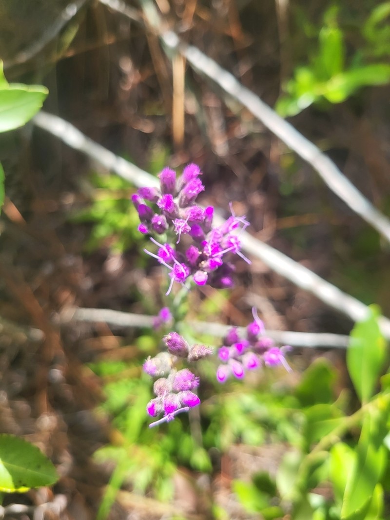 Pineland Chaffhead photo 8
