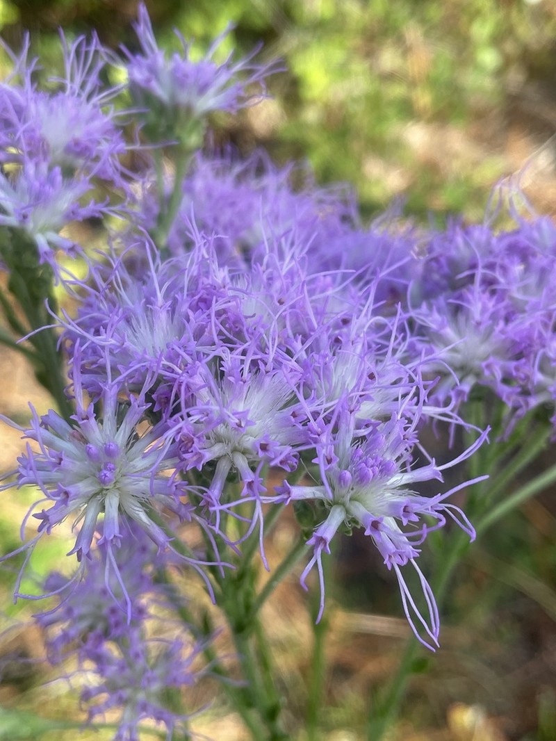 Coastal Plain Chaffhead
