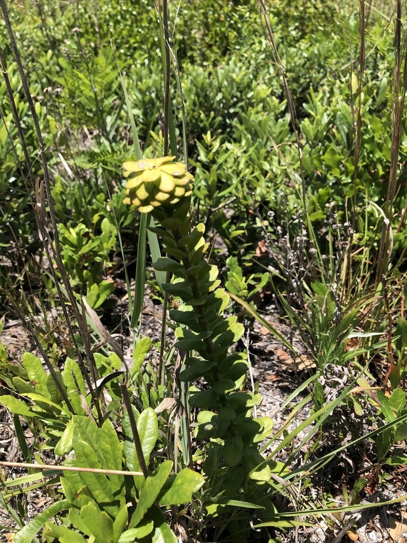 Coastal Plain Chaffhead photo 2