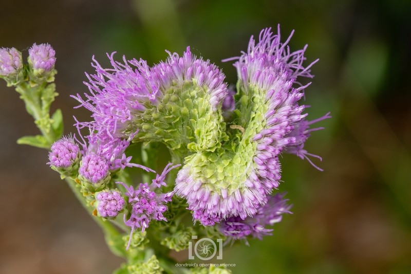 Coastal Plain Chaffhead photo 4