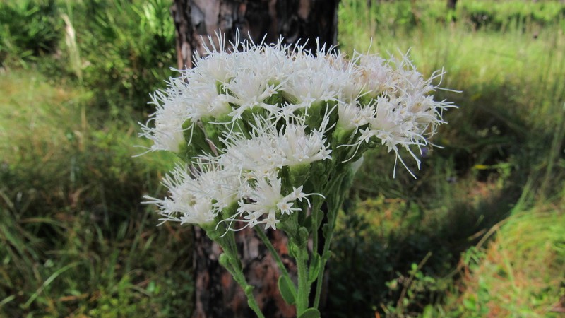 Coastal Plain Chaffhead photo 5