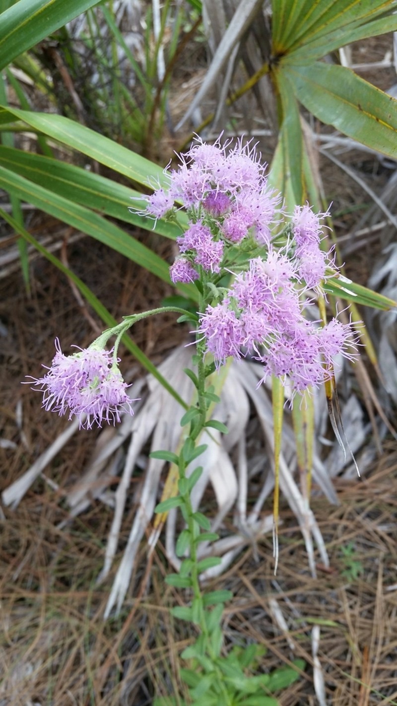 Coastal Plain Chaffhead photo 7
