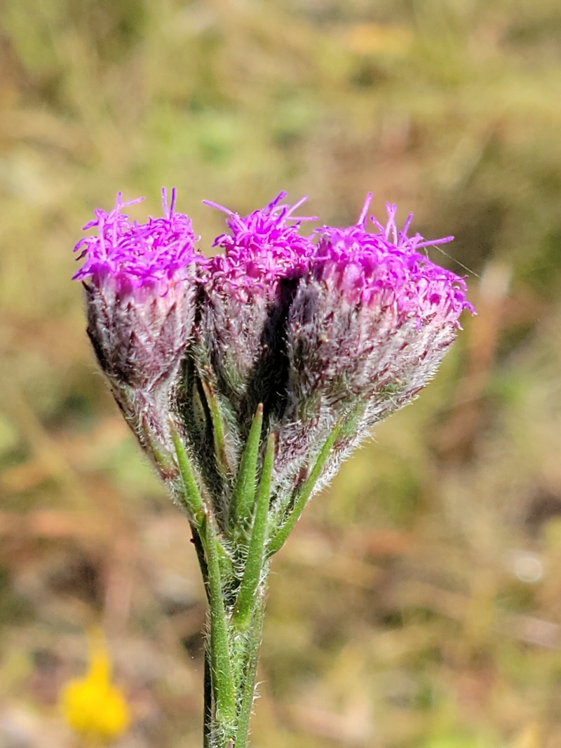 Bristleleaf Chaffhead