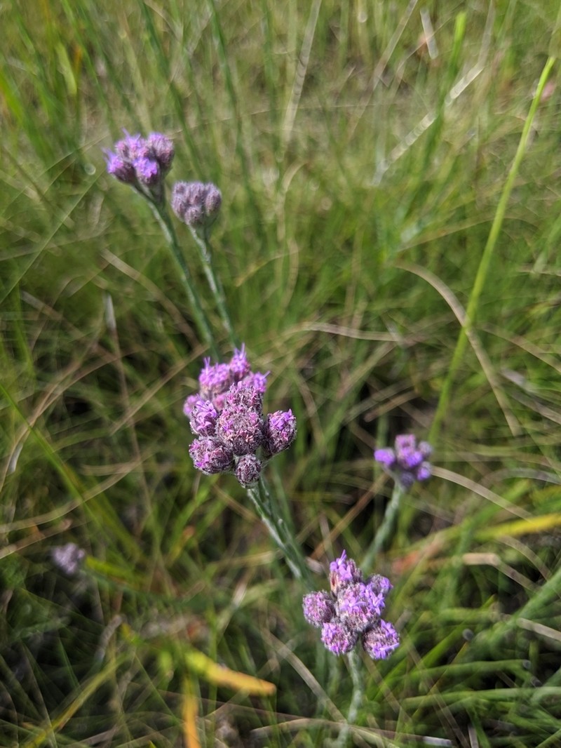 Bristleleaf Chaffhead