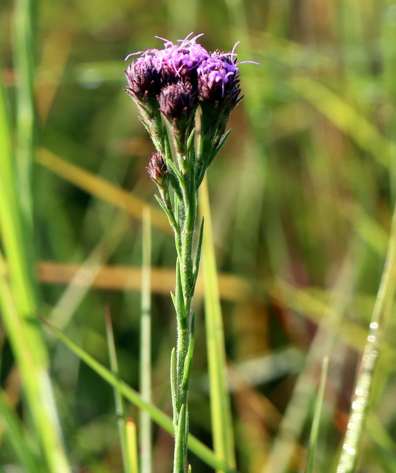 Bristleleaf Chaffhead photo 2