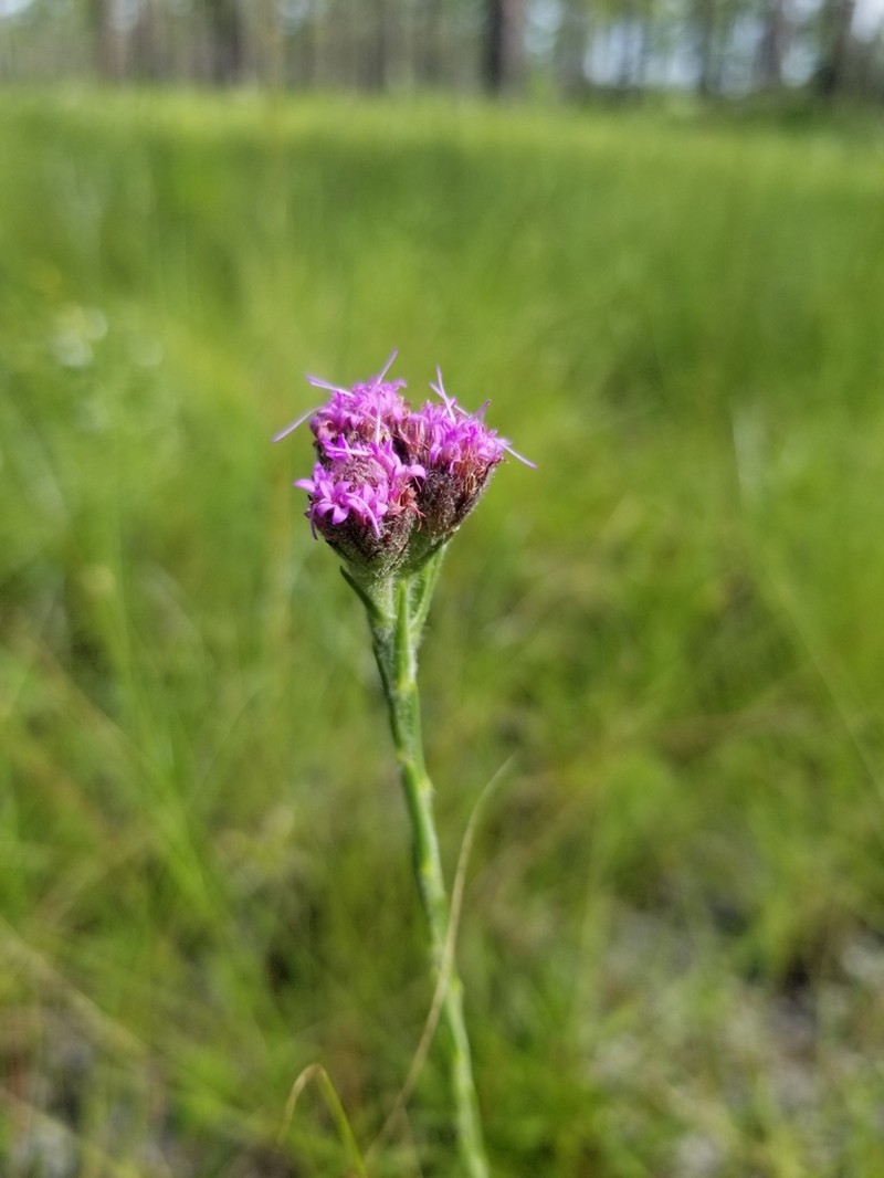 Bristleleaf Chaffhead photo 3