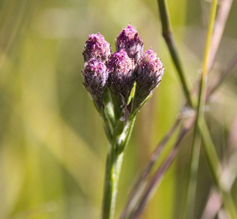 Bristleleaf Chaffhead photo 4