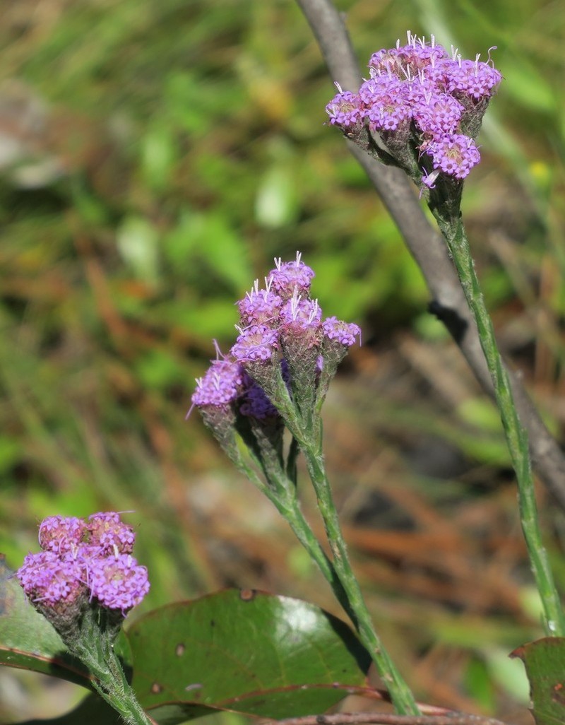 Bristleleaf Chaffhead photo 5
