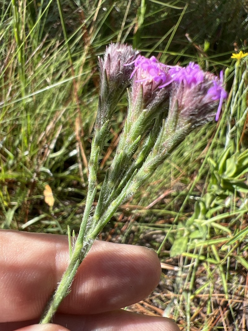 Bristleleaf Chaffhead photo 6