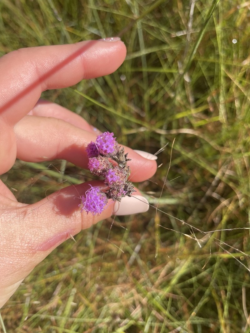 Bristleleaf Chaffhead photo 7