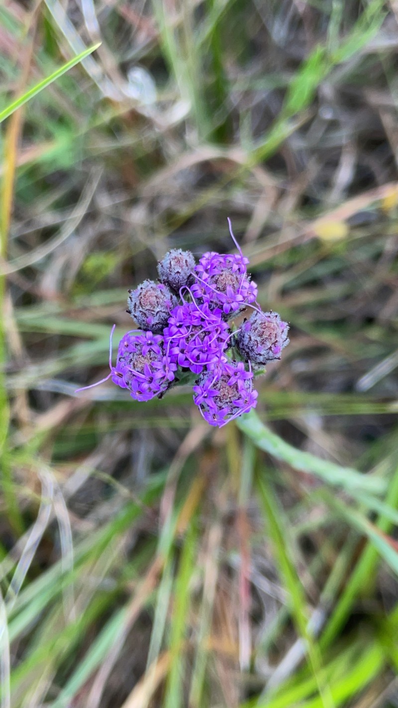 Bristleleaf Chaffhead photo 8
