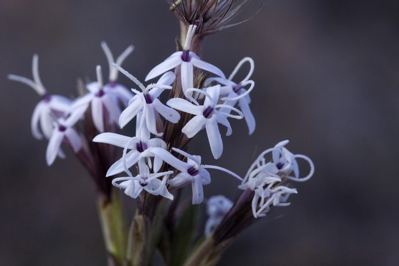 Bigelow's Bristlehead