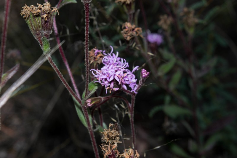 Carphochaete durangensis photo 3