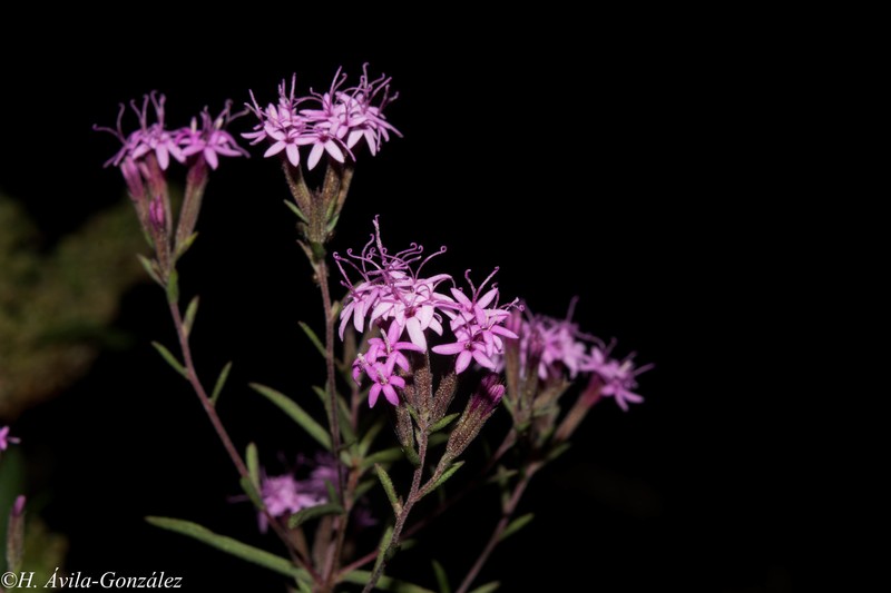 Carphochaete durangensis photo 4