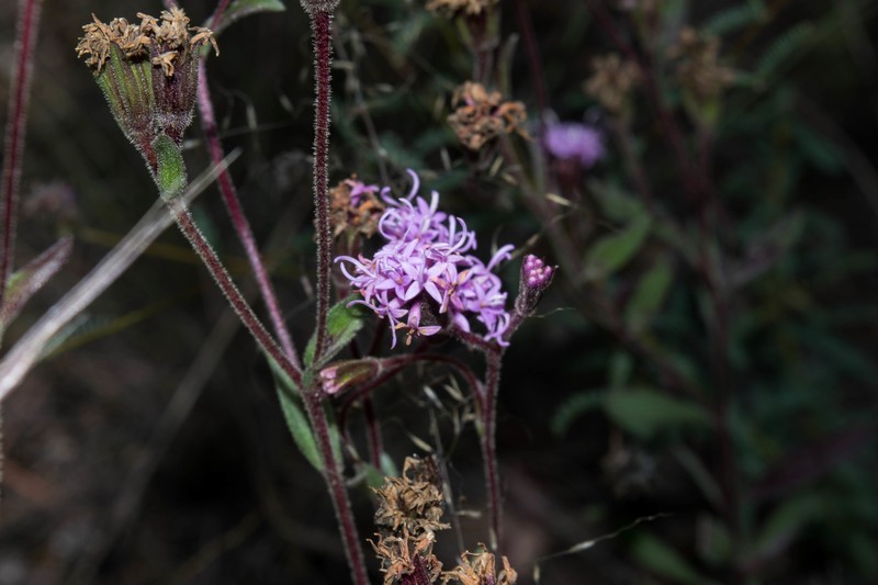 Carphochaete durangensis photo 5