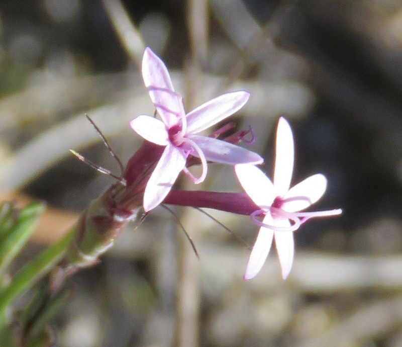 Carphochaete grahamii