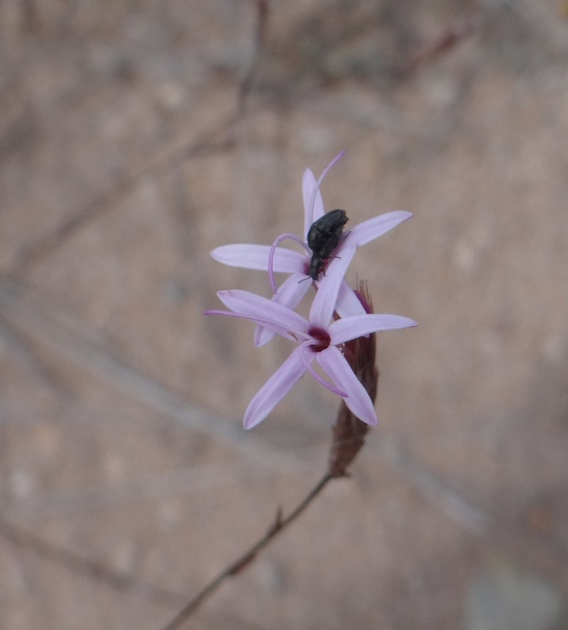 Carphochaete grahamii photo 2