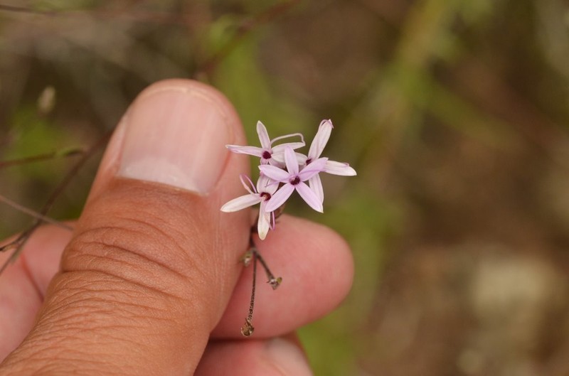 Carphochaete grahamii photo 3