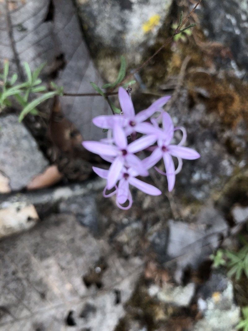 Carphochaete grahamii photo 4