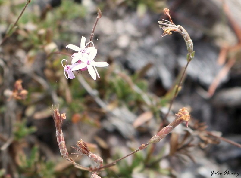 Carphochaete grahamii photo 5