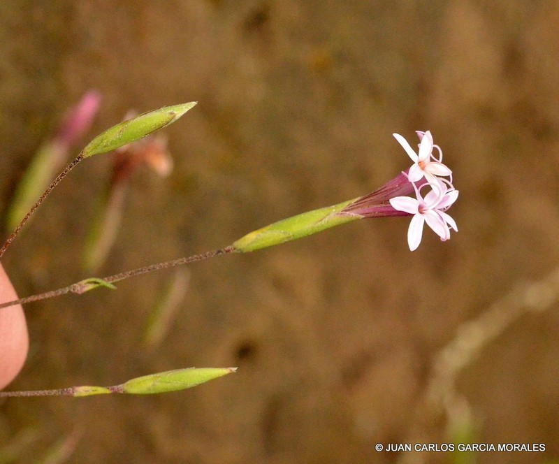 Carphochaete grahamii photo 6