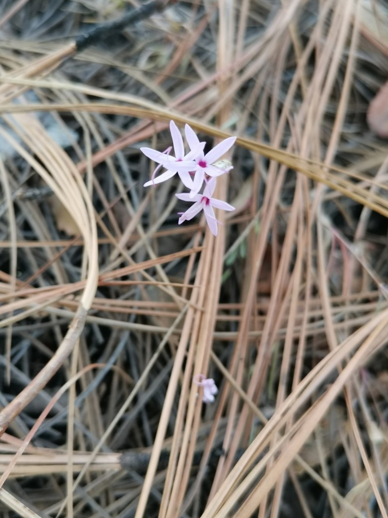 Carphochaete grahamii photo 7