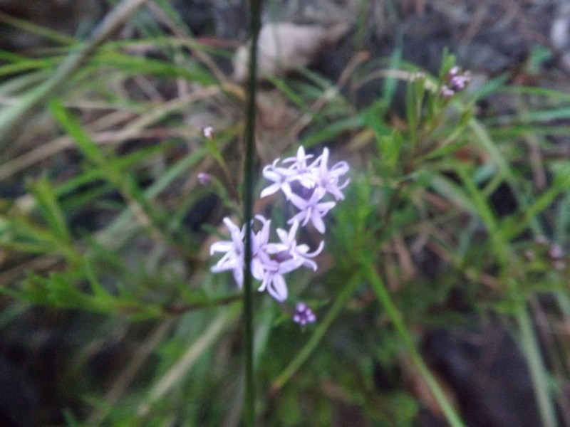 Carphochaete pringlei photo 2