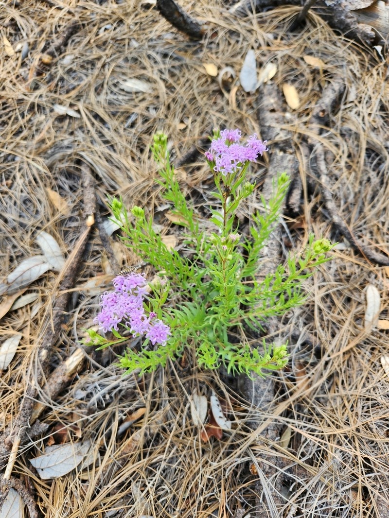 Carphochaete pringlei photo 3