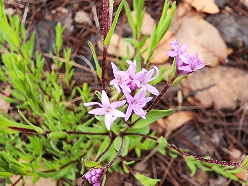 Carphochaete pringlei photo 4
