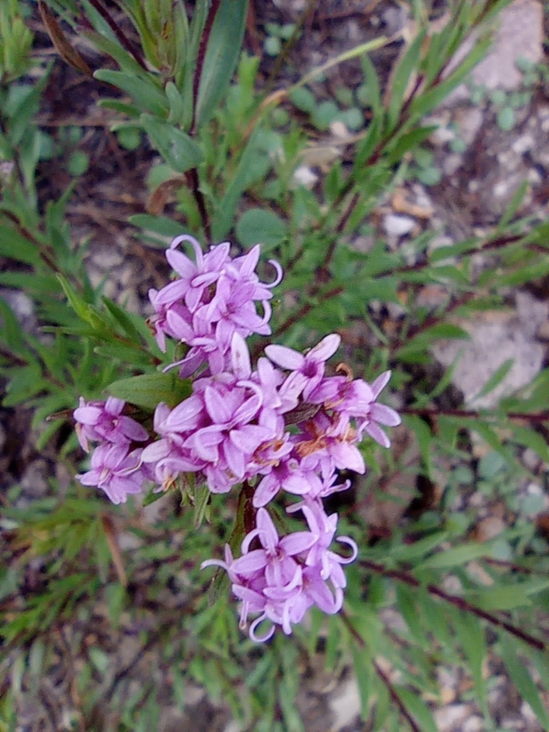 Carphochaete pringlei photo 6