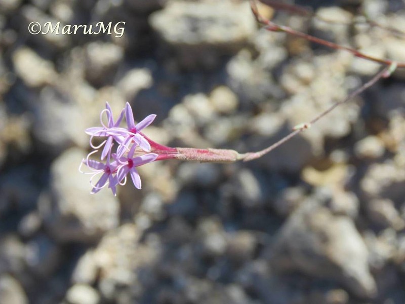 Carphochaete schaffneri