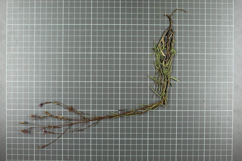 Carphochaete schaffneri photo 2