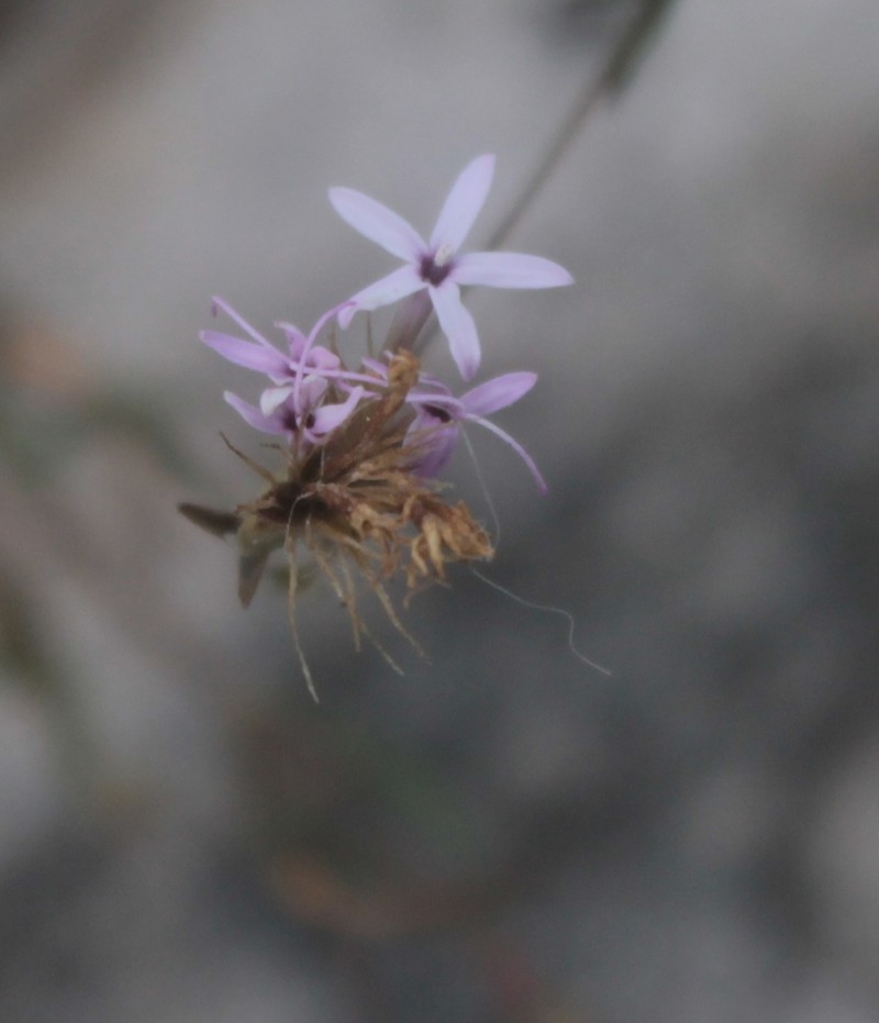 Carphochaete schaffneri photo 3