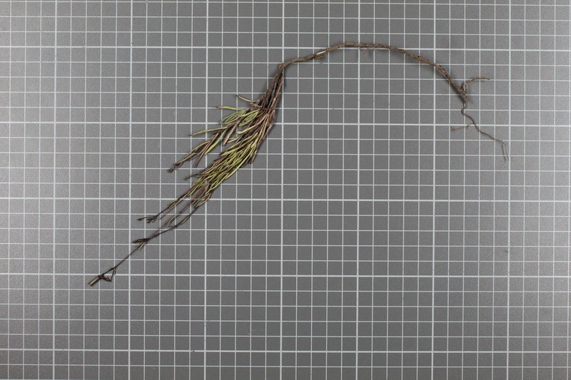 Carphochaete schaffneri photo 4