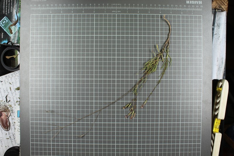 Carphochaete schaffneri photo 5