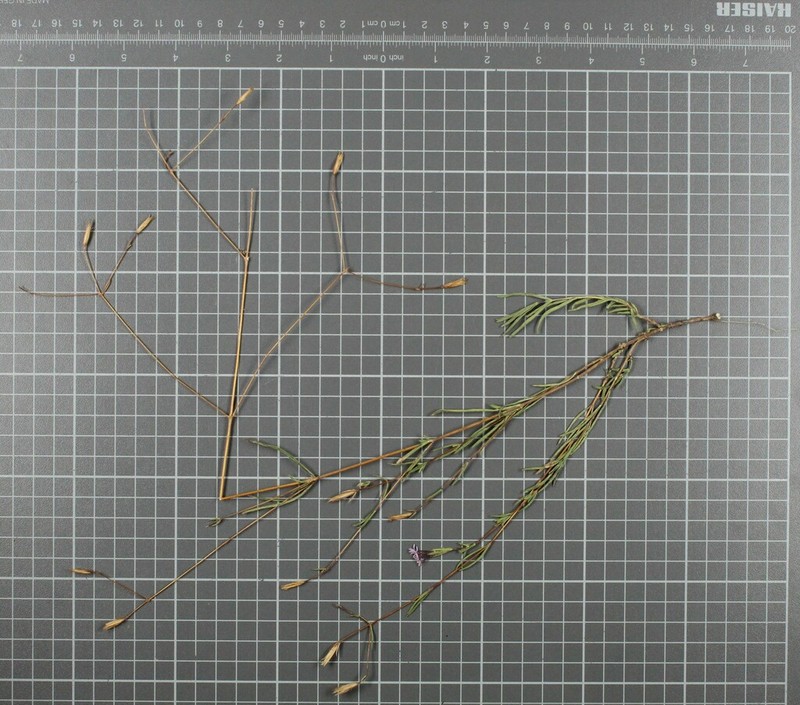 Carphochaete schaffneri photo 6